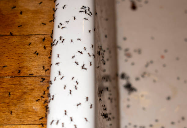 Best Flea Control Services  in Old Tappan, NJ