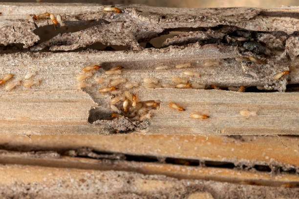 Best Wildlife Control Services  in Old Tappan, NJ